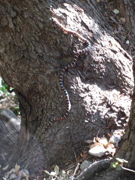 King snake on a tree.