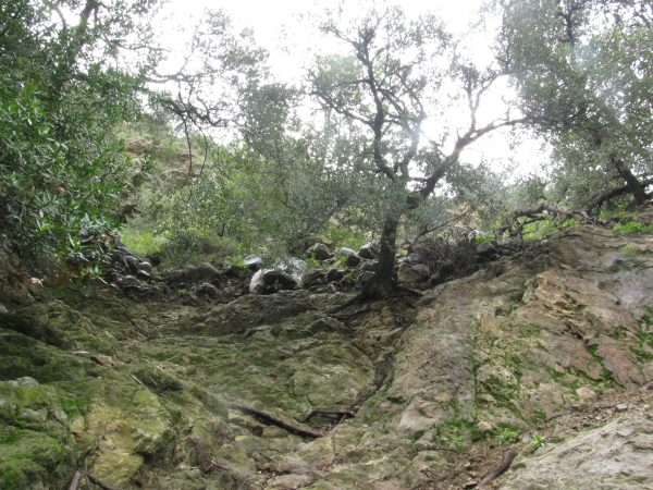 Oak on the cliffside.