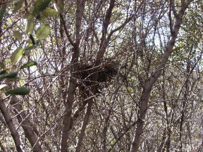 bird's nest