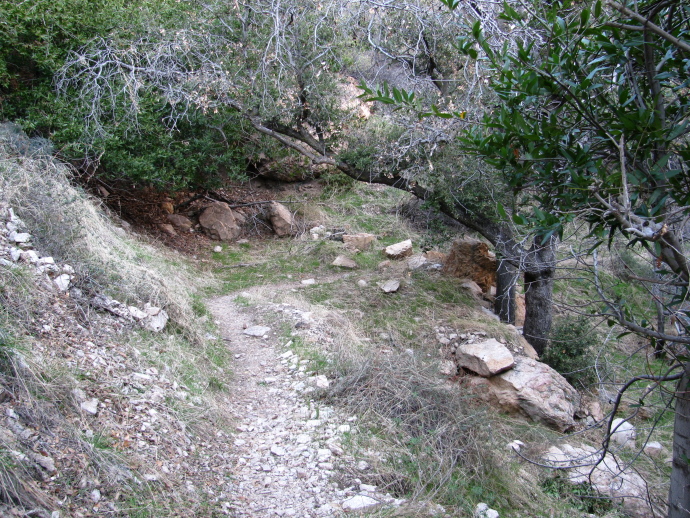 A piece of the trail curving under a tree.