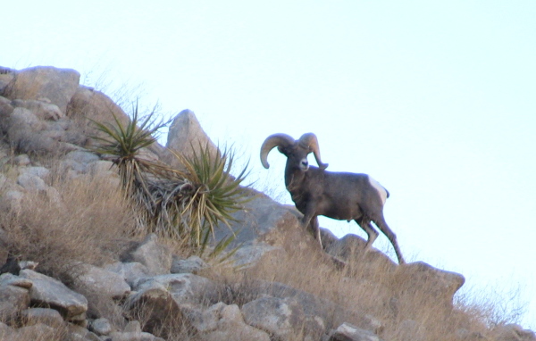 ram coming over the ridge line