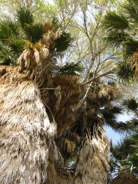 branches lacing thrgouh the palm fronds