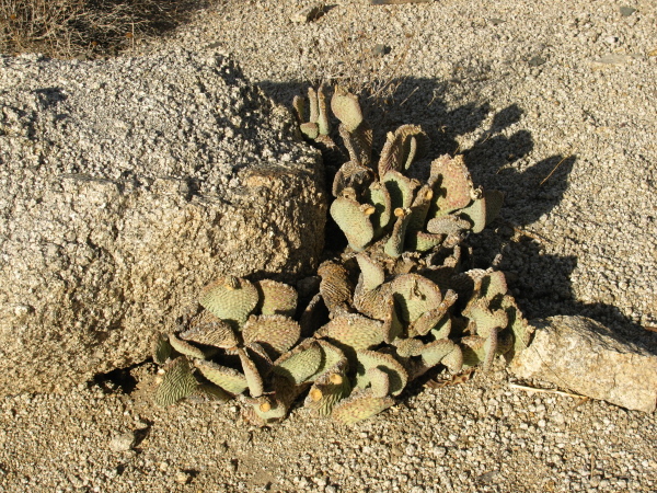 beaver tail cactus