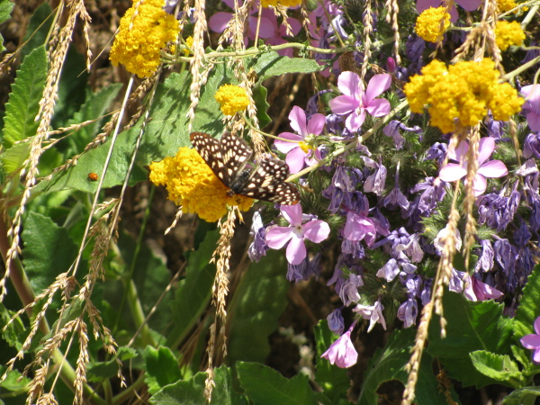 butterfly and ladybug on flowers