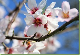 Almond_Blossom