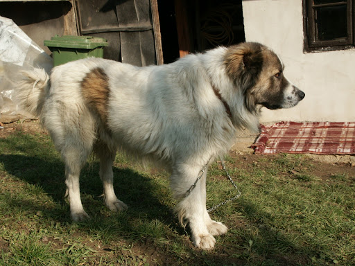 Kutyu.JPG