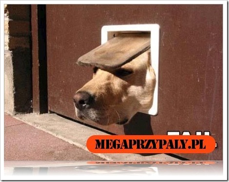funny_dog_fail%5B2%5D.jpg