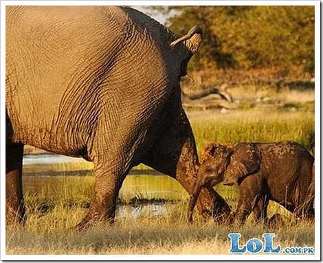 funny fail. Funny Elephant Fail.