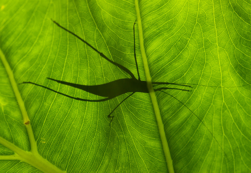 Comment Image