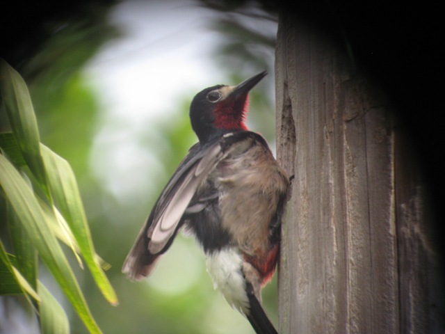 [PR Woodpecker2[2].jpg]