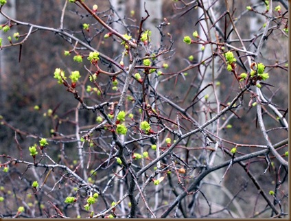 blossoming leaves