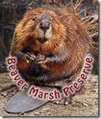 beaver-marsh-preserve