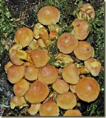 fungus 23