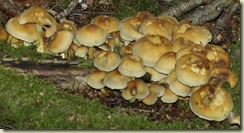 fungus 24