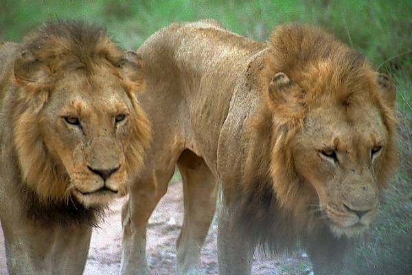 [two lions[2].jpg]