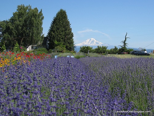 Lavender and Mt. Adams