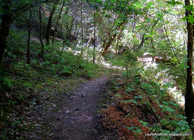 A shady trail at Bothe Napa State Park