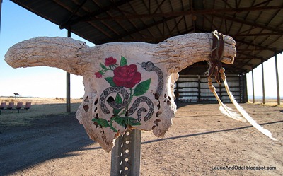 Decorated skull at Whitewater Draw