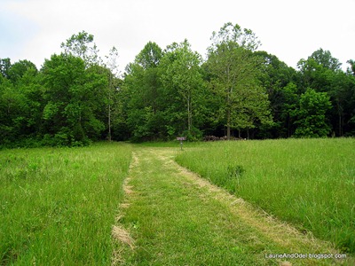One of the few open areas, along a trail.
