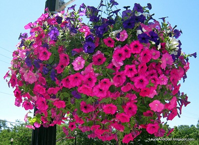 Summer flowers in Montague