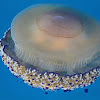 Mediterranean Jellyfish
