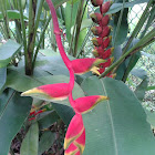 Heliconia / Lobster claw