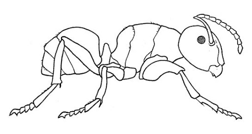 Animales Invertebrados Para Colorear Gusanos Imagui