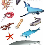 08. Animales marinos.jpg