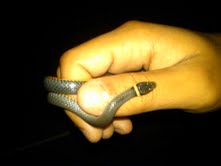 Northern Ringneck snake