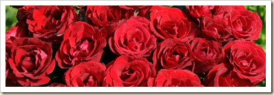 red-roses-dsc03587-dws