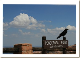 Raven at Ponderosa - Bryce NP