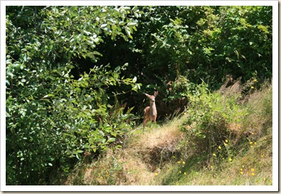 Fawn Above Campground 2