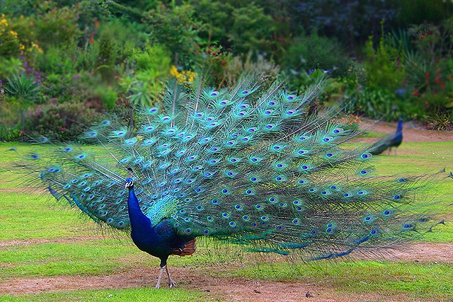 [peacock2.jpg]