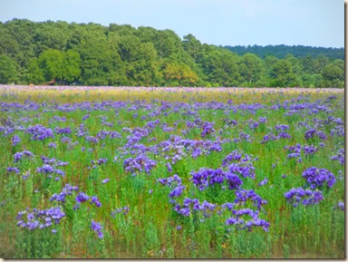 Bluebell-Pasture