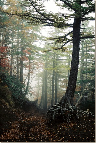 Aokigahara Forest