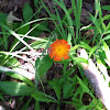 Orange Hawkweed