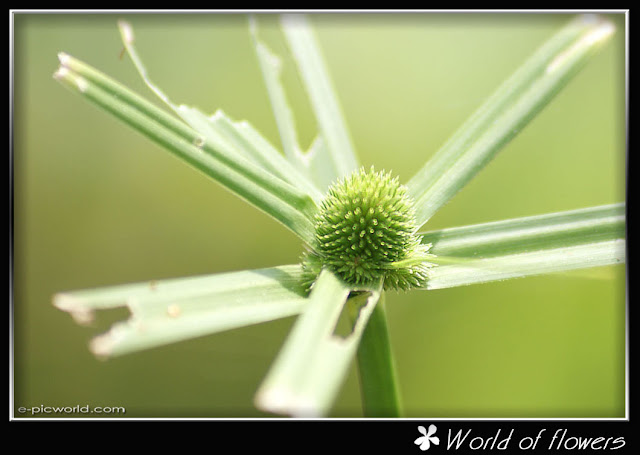 Grass flower picture