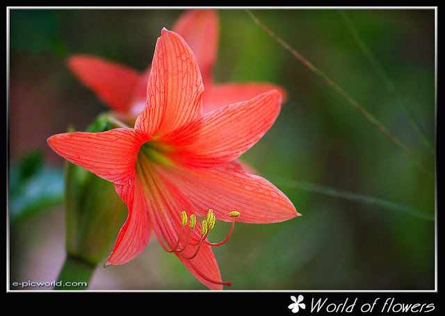 flower wallpaper
