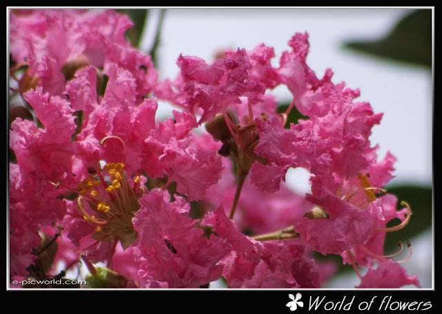 flower picture wallpaper