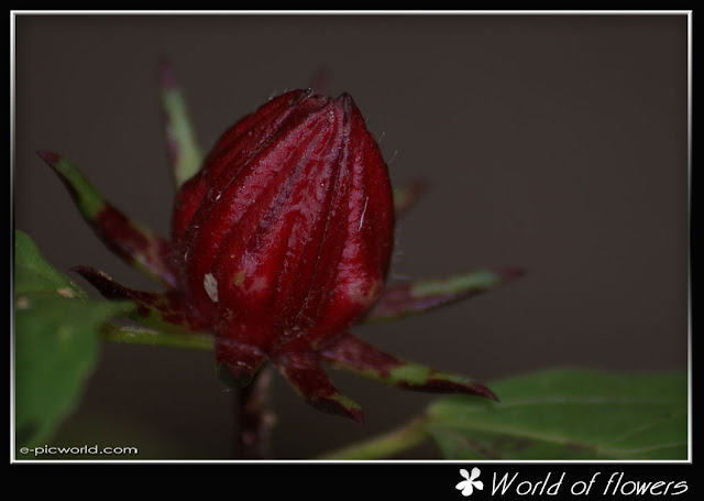 Roselle picture