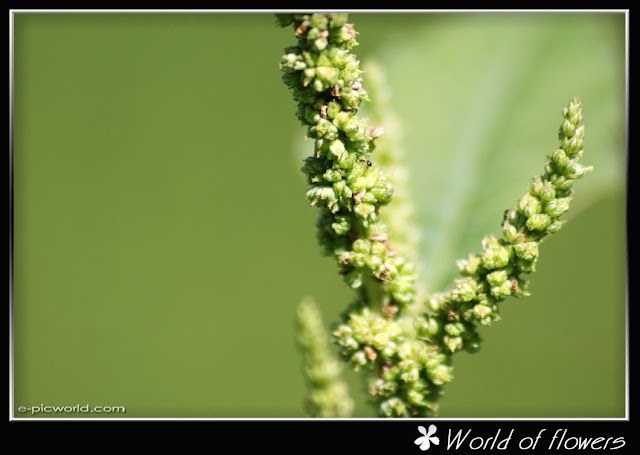 Grass flower picture