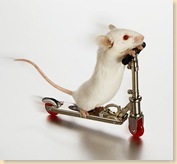white-mouse-on-skate-board