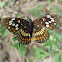 Theona Checkerspot Butterfly- male