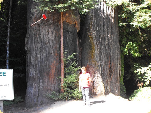 Avenue of the Giants-Ancient Redwoods 044