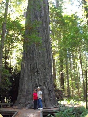 Avenue of the Giants-Ancient Redwoods 090