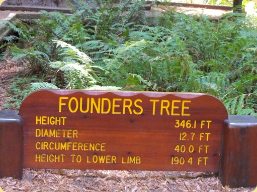 Avenue of the Giants-Ancient Redwoods 087
