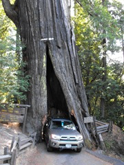 [Avenue of the Giants-Ancient Redwoods 138[2].jpg]