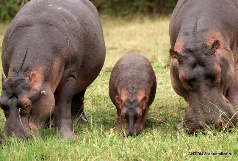 Жемчужина Африки