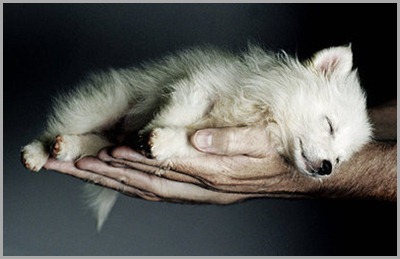 animal,hands,nature,sleeping,cute,dog-43adfe26dc88d3dba552c9b416267265_h