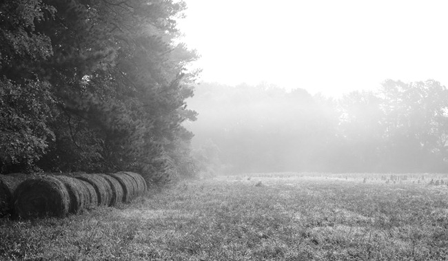 Hay Bails in a Foggy field